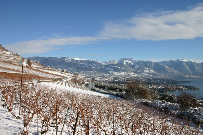 Vignes neige Chardonne - 001